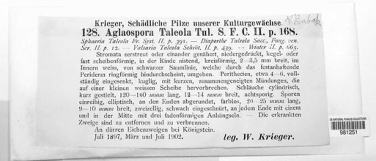Caudospora taleola image